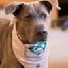 'I Love Southwest Michigan' Dog Bandana for Free