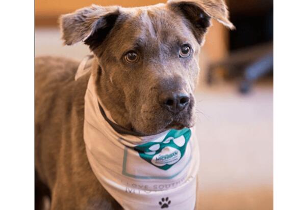 'I Love Southwest Michigan' Dog Bandana for Free