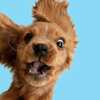 Play, Taste, & Treat – Free Petco Pet Event