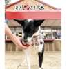 Paws Up for Free Doggie Sundaes at Bruster’s!