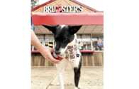 Paws Up for Free Doggie Sundaes at Bruster’s!