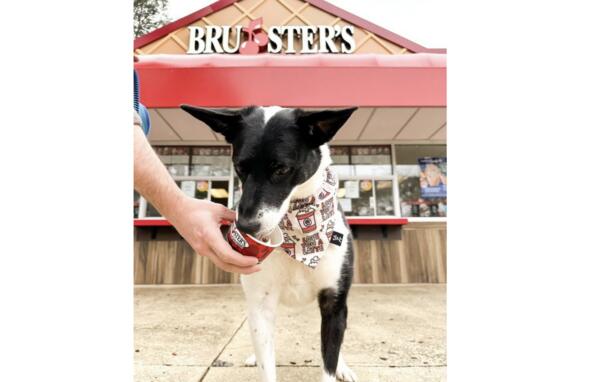 Paws Up for Free Doggie Sundaes at Bruster’s!