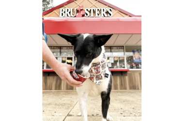 Paws Up for Free Doggie Sundaes at Bruster’s!
