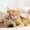 Fur Buddies Pet Products for Free