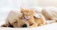 Fur Buddies Pet Products for Free