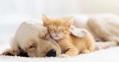 Fur Buddies Pet Products for Free