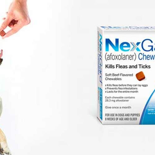 Free Month of NexGard Offer Review - Protecting Your Most Precious Dog With Free Tick And Flea Medicine