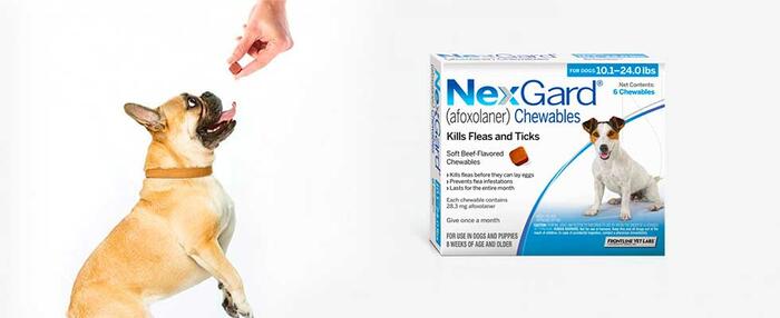 Free Month of NexGard Offer Review - Protecting Your Most Precious Dog With Free Tick And Flea Medicine