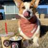 Cool Treats for Cool Dogs – Free Pup Cup at 7Brew!