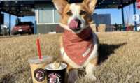 Cool Treats for Cool Dogs – Free Pup Cup at 7Brew!