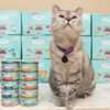 Your Cat Deserves This FREE Love, Nala Sample