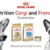 Royal Canin Freebie – Corgi & French Bulldog Breed Kit