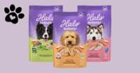 A Healthier Dog Starts Here – Get Your Free Halo Holistic Dog Food Sample!