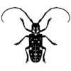 Asian Longhorn Beetle Magnets for Free