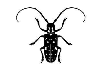 Asian Longhorn Beetle Magnets for Free
