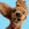 Puppy Playtime for the Community — FREE Every Saturday