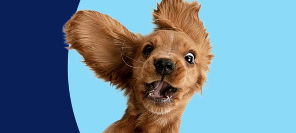 Puppy Playtime for the Community — FREE Every Saturday