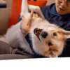Sweepstakes: Hill's Pet of the Month