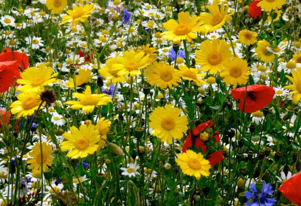 Bee-Friendly Wildflower Seeds for Free