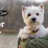 Furry Friends Welcome: Enter to Win a Pet-Friendly Hotel Stay from Cesar!