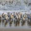 FREE Birding & Wildlife Watching Guide – Explore Nature Today!