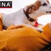 Get Your Free Purina SuperPet Smart ID Tag!