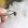 Free Tick Remover by Wildlife Services