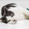 Claim Your Free Hartz Cattraction Toys Today!