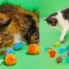 Purr-fect Fun! Free Hartz Cattraction Silver Vine & Catnip Toys!