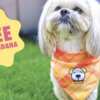 Paws Up! Free Pup Cups & Bandanas at Scooter’s!