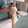 Get Free Tips & Advice from Vets