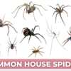 Curious About Spiders? Get a FREE Identification Chart!