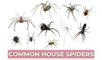 Curious About Spiders? Get a FREE Identification Chart!
