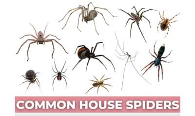 Curious About Spiders? Get a FREE Identification Chart!
