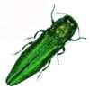 Emerald Ash Borer Temporary Tattoo for Free