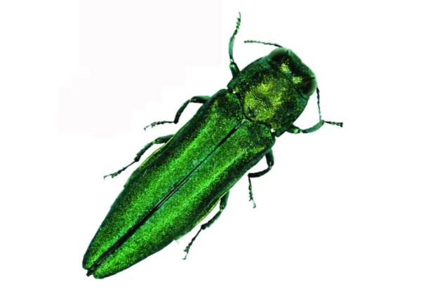 Emerald Ash Borer Temporary Tattoo for Free