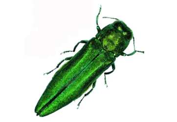 Emerald Ash Borer Temporary Tattoo for Free