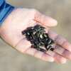 Free Packet of Flower Seeds