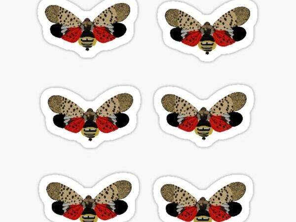 Free Spotted Lantern Fly Stickers