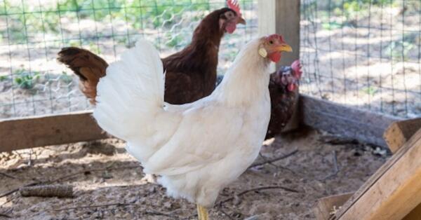 Limited-Time Freebie: 2026 Defend the Flock Calendar