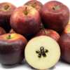 Limited-Time Freebie! Get Free Soluna Apples While Supplies Last!