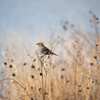 Free Metropolitan Water Reclamation District of Greater Chicago Native Plants Calendar