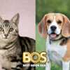 BOS Is Giving Away Free Summer Party Packs!