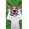 ButcherBox Giveaway! Get Premium Dog Food for FREE (Worth $59)!