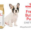 Free Royal Canin French Bulldog Puppy Chatterbox Kit!