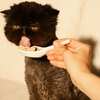 Purr-fect Offer: FREE Smalls Cat Food Samples Delivered to Your Door!