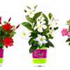 Rio Dipladenia Flower at Home Depot for FREE - After Rebate!