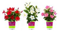 Rio Dipladenia Flower at Home Depot for FREE - After Rebate!