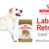 Royal Canin Labrador Retriever Chatterbox Kit for FREE