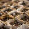 Free Samples of Cup of Grow Coffee Based Plant Food 
